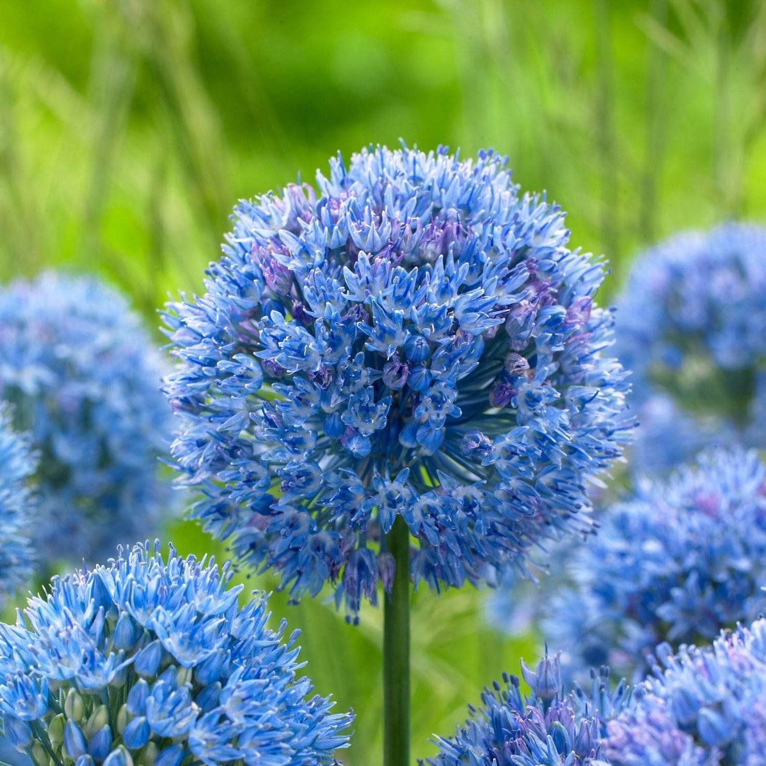 Allium (Zierlauch) 'Caeruleum' - Allium